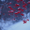 雪が降る