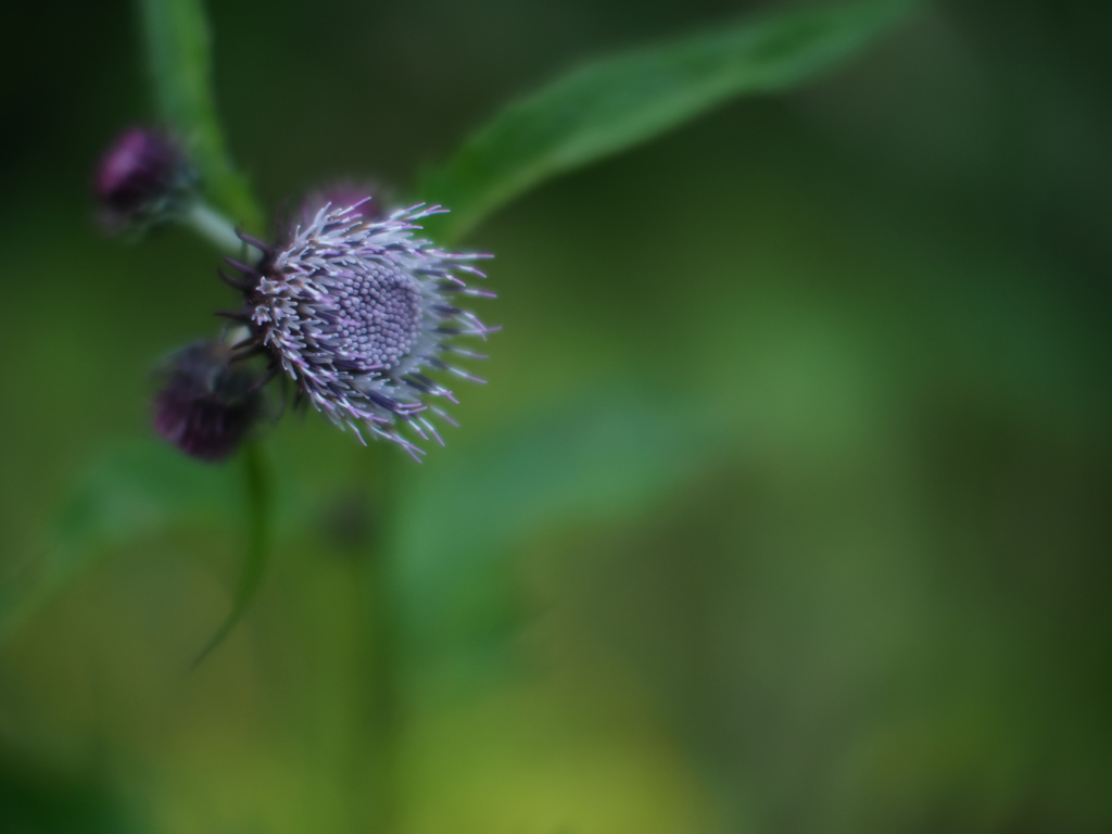 木影の薊