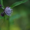 木影の薊