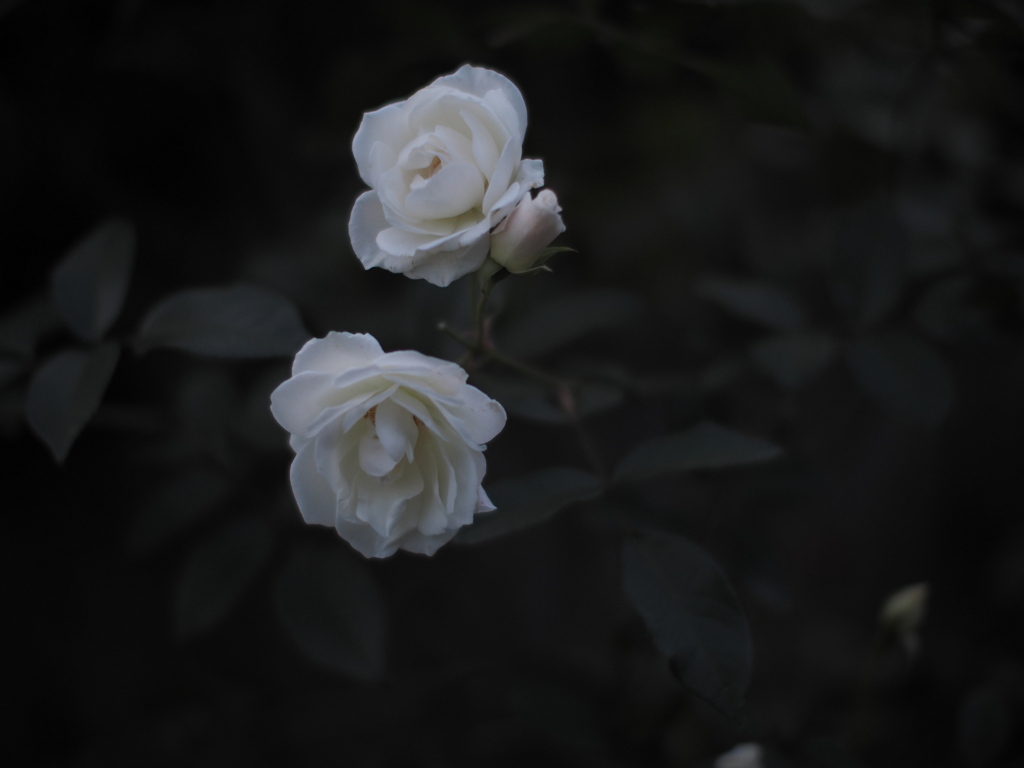 宵の白薔薇