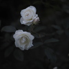 宵の白薔薇
