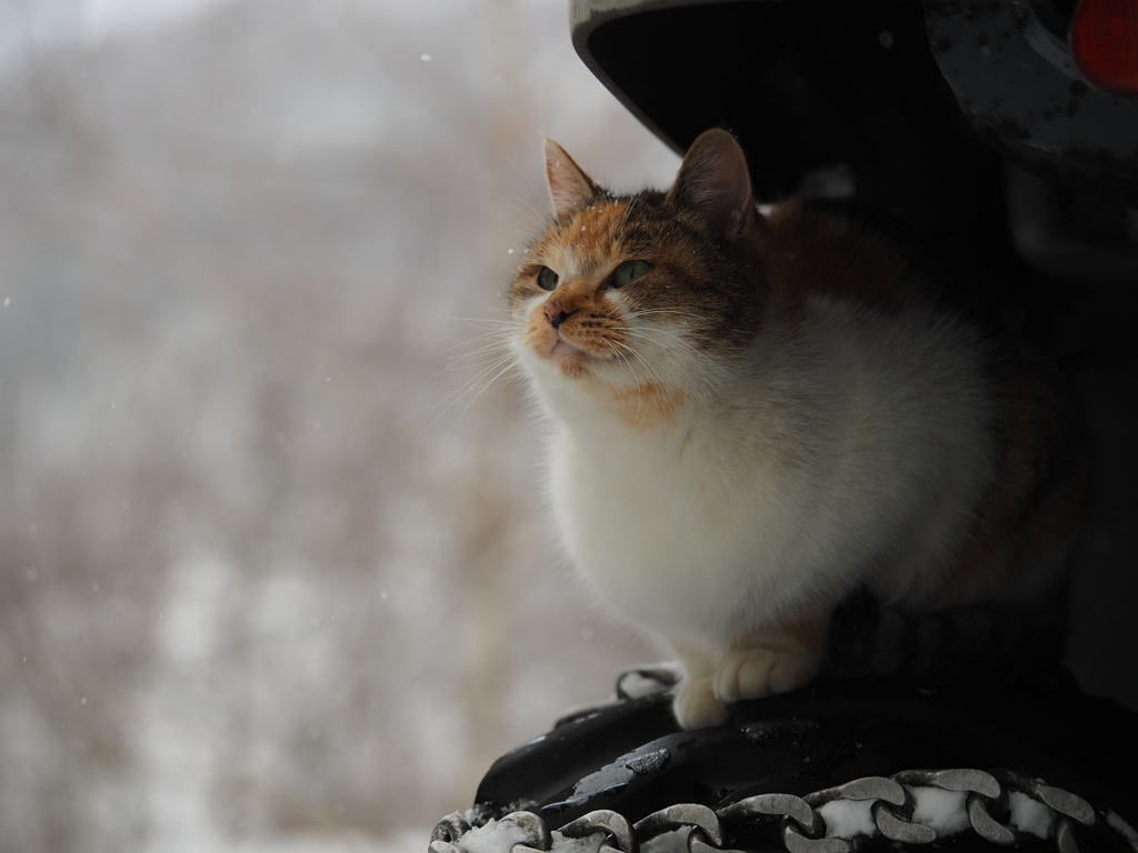 雪降ってきたね