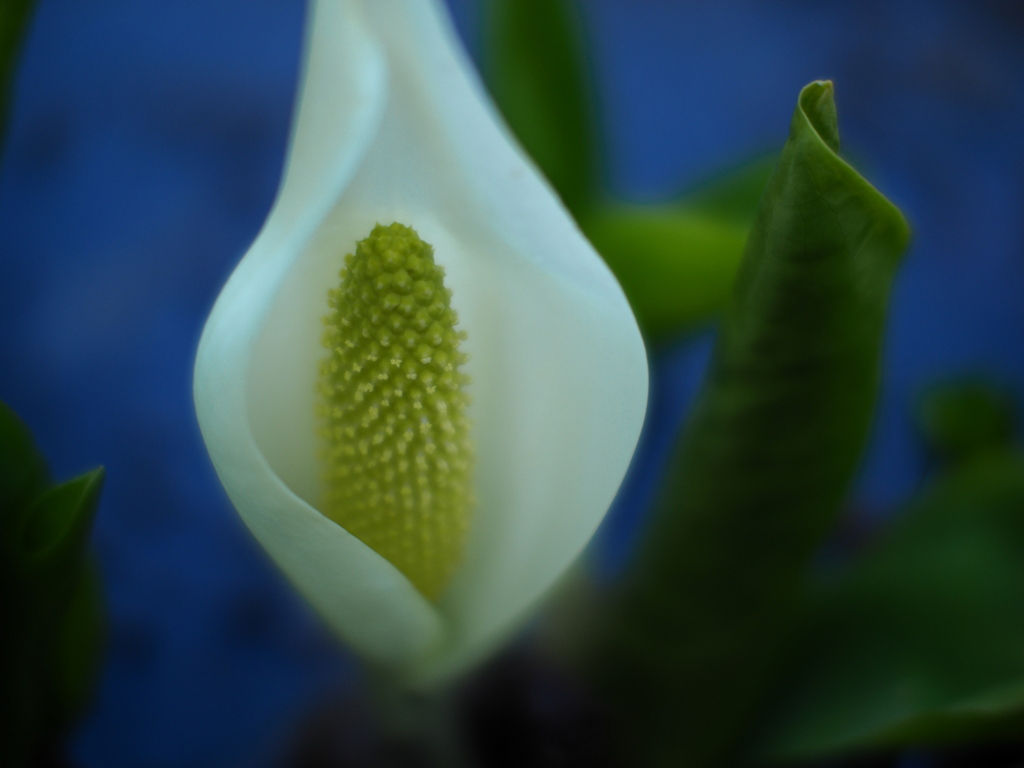 蒼に咲く