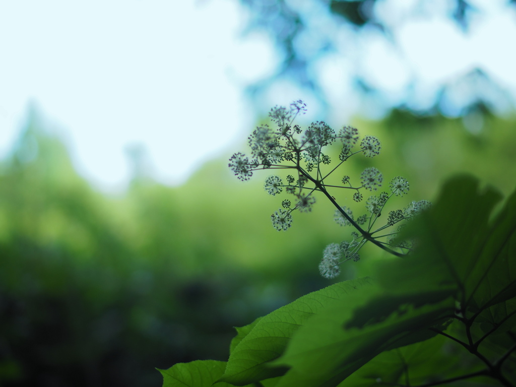 涼しい花火