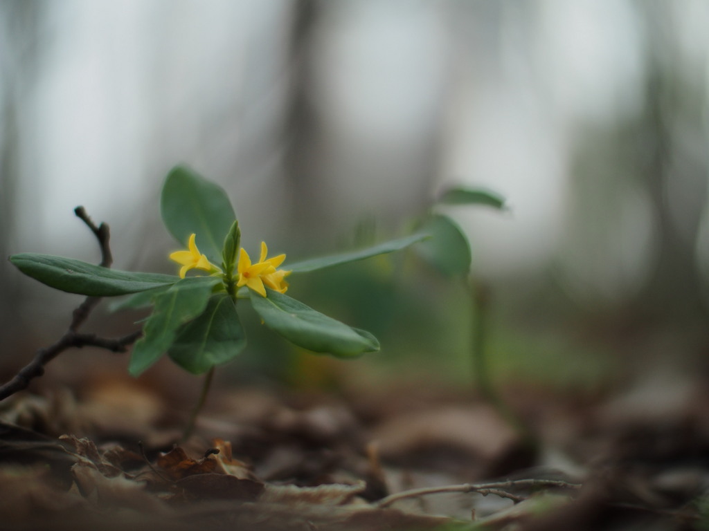 黄の森