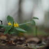 黄の森