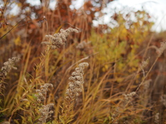 枯野の花