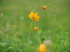 秋の野