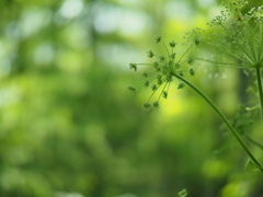 六月の光