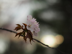 昏桜