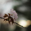 昏桜
