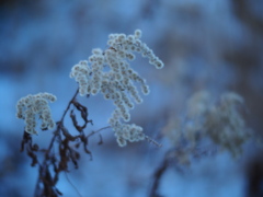 黄昏枯