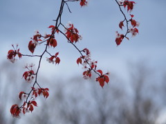 寒空の桜