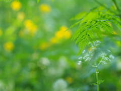 六月の透き通る光