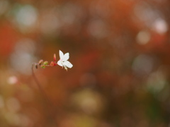十月の白い蝶 十月の白い蝶