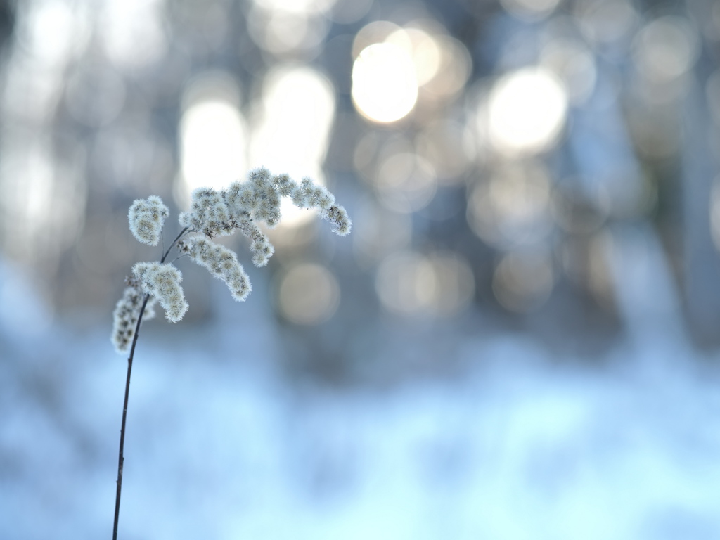 雪に咲く