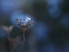 氷抱く花