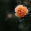 杏色の薔薇