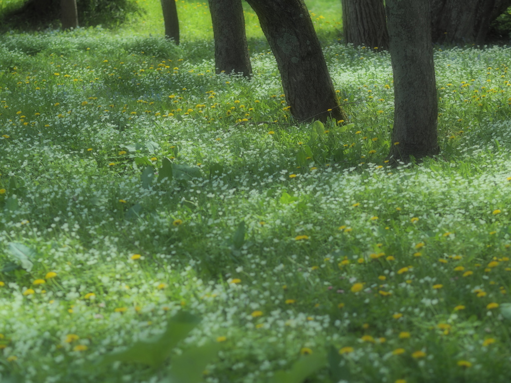 平穏の花園