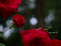 寒い夜長に薔薇を