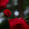 寒い夜長に薔薇を