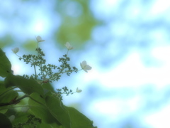 蔓紫陽花咲いた