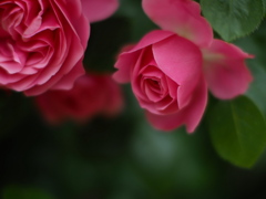 薔薇の光