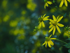 木影の花園