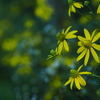 木影の花園