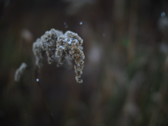 雪戴く花