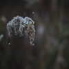 雪戴く花