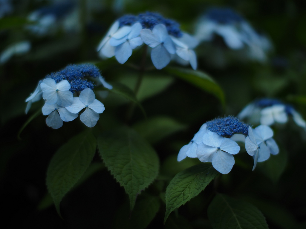 紫陽花咲いた
