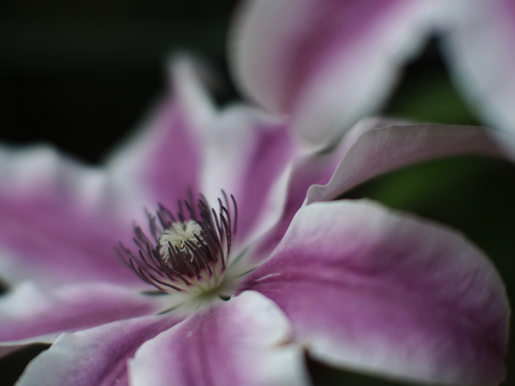 薔薇の花の咲くとき