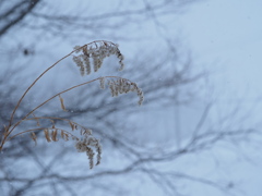 雪空に咲く