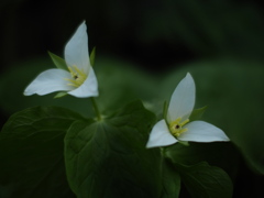 月光の様に