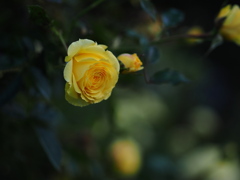 週末に薔薇