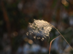 金色枯芒