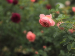 雨夜に薔薇を