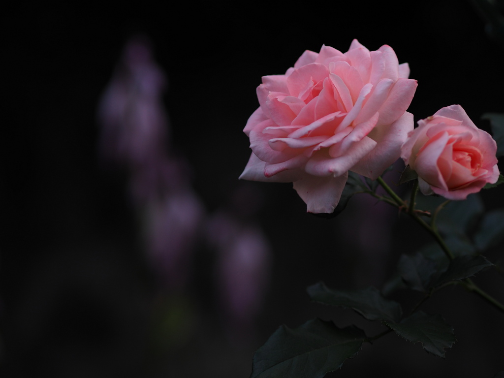 宵の薔薇