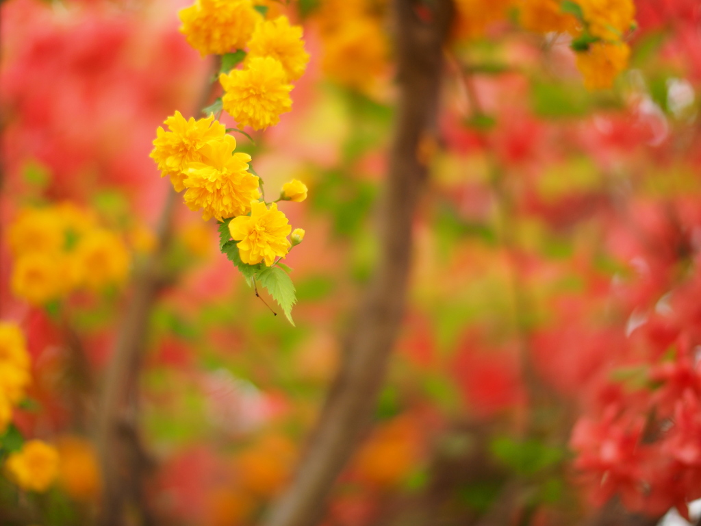 和の花