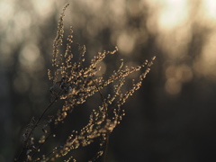 萌かと思ったら枯だった写真