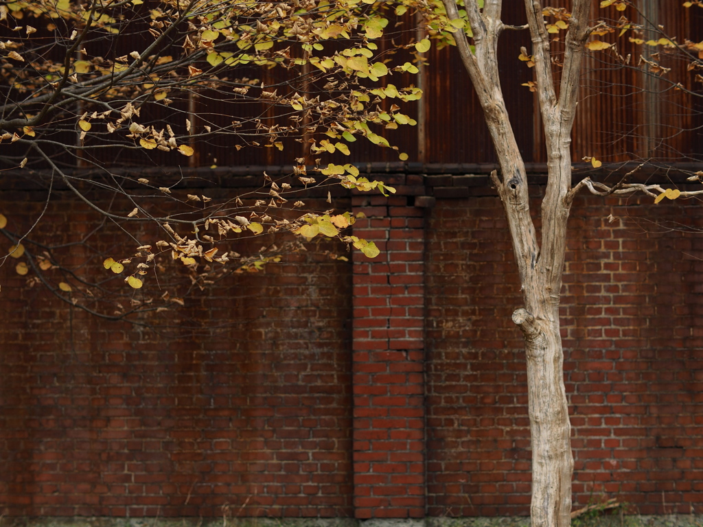 枯と錆のcomposition