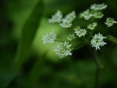 緑陰の花