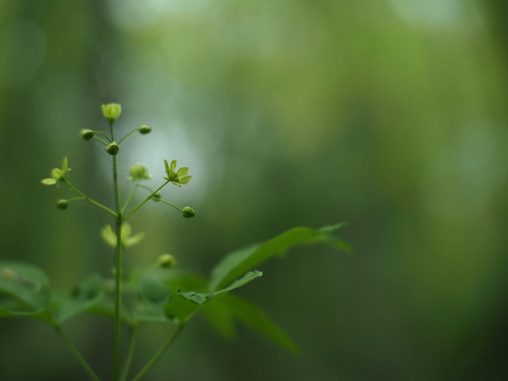 微光の森