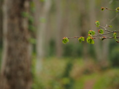 芽吹きの森