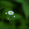 気さくな野花