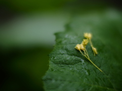 小さな花束