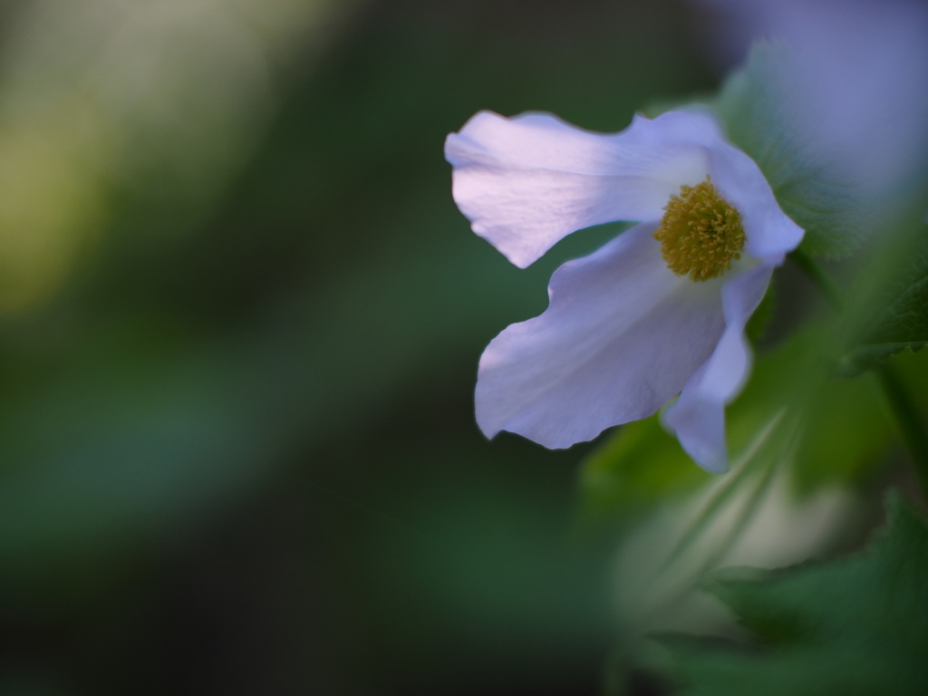 微香の花