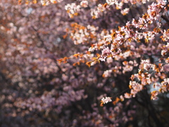 櫻の光