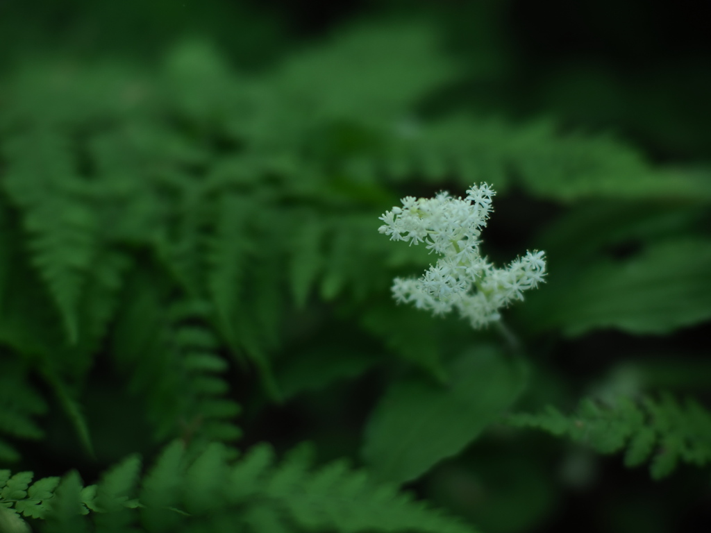 六月の六花